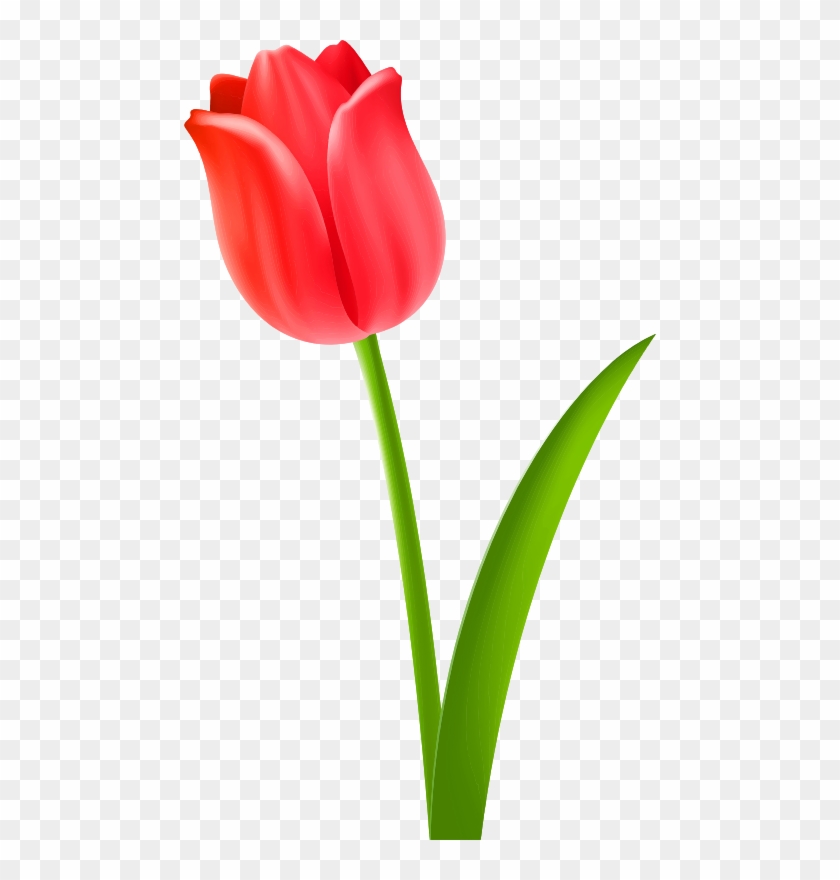 Red Office - Tulip Clipart - Free Transparent PNG Clipart Images Download