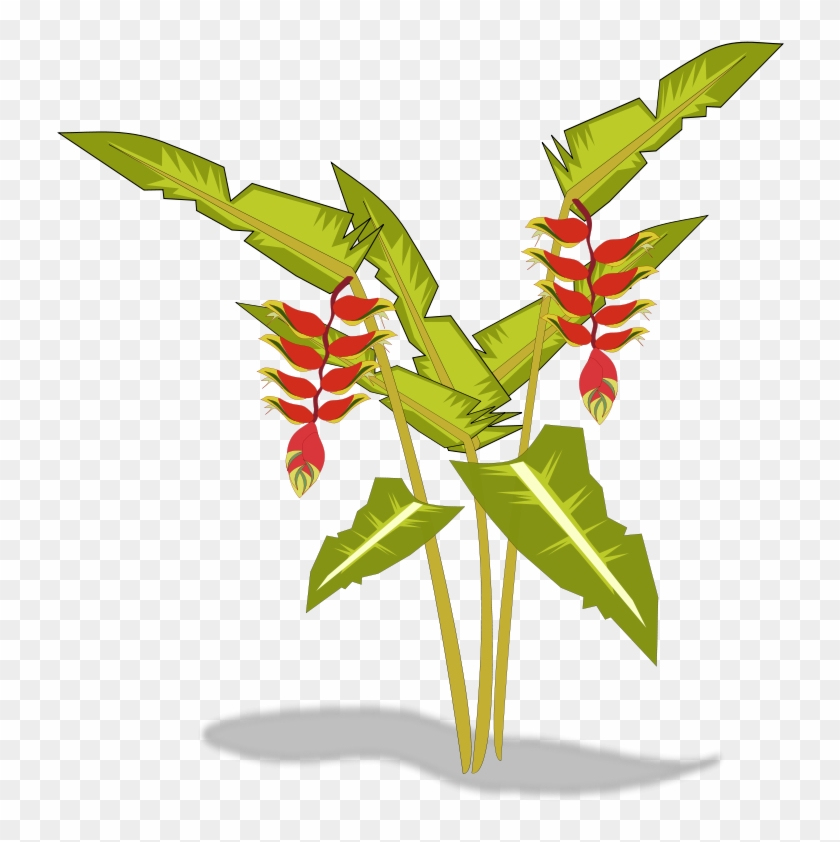 Heliconia Png #1334888