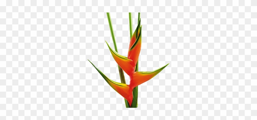 Heliconia Png #1334889