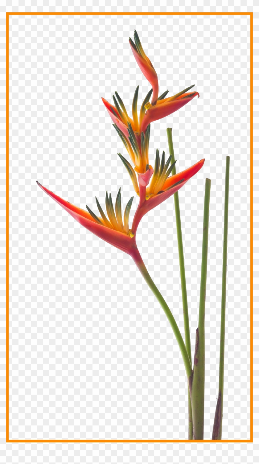 Heliconia Heliconia Flower Clipart Fascinating Pin - Bird Of Paradise Flower Png #1334891