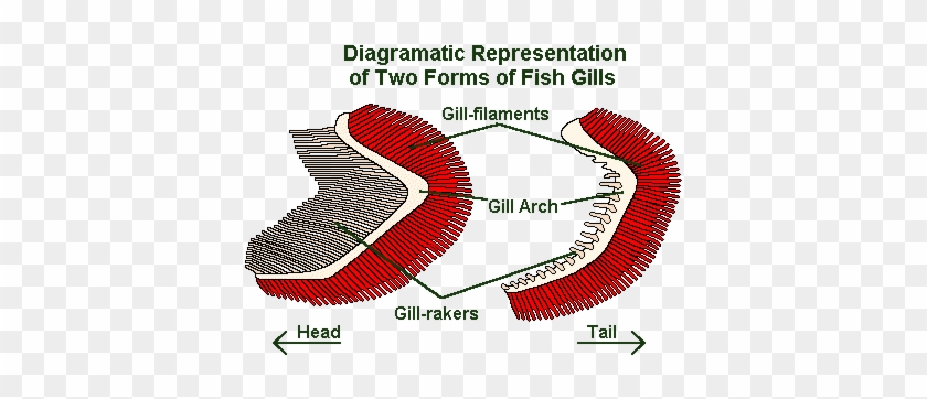 The Earth Life Web Fish Gills Respiration Rh Earthlife - Parts Of A Gill #1335188