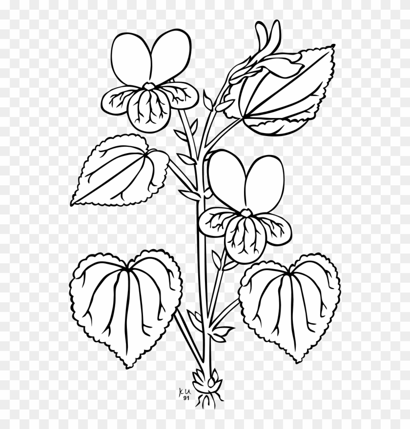 Ku Viola Glabella Clip Art - Parts Of Plants Outline #1335199