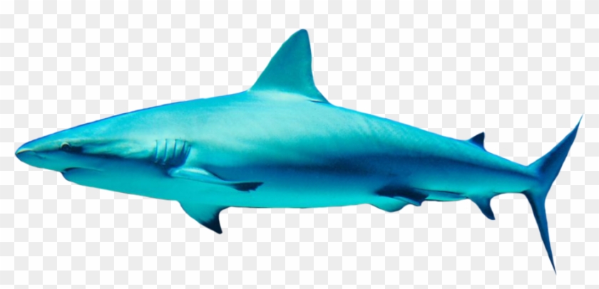 Shark Swimming Png Image - Shark Png #1335327