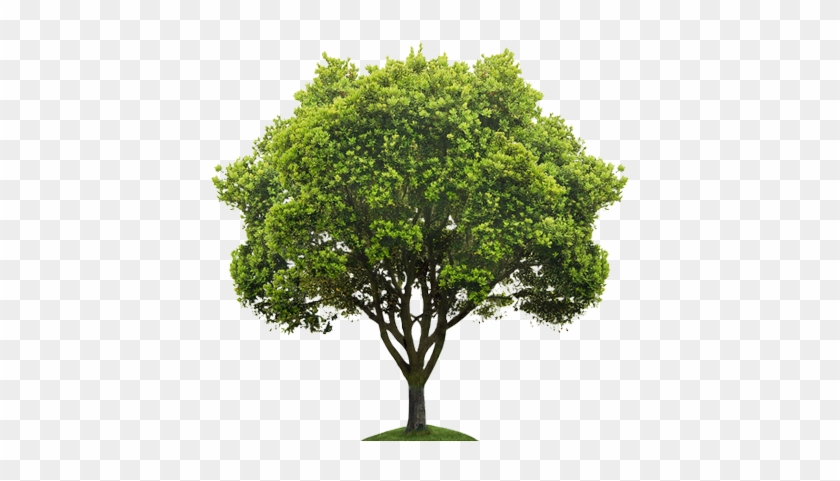 Now Hiring Arborists - Tree Png #1335390