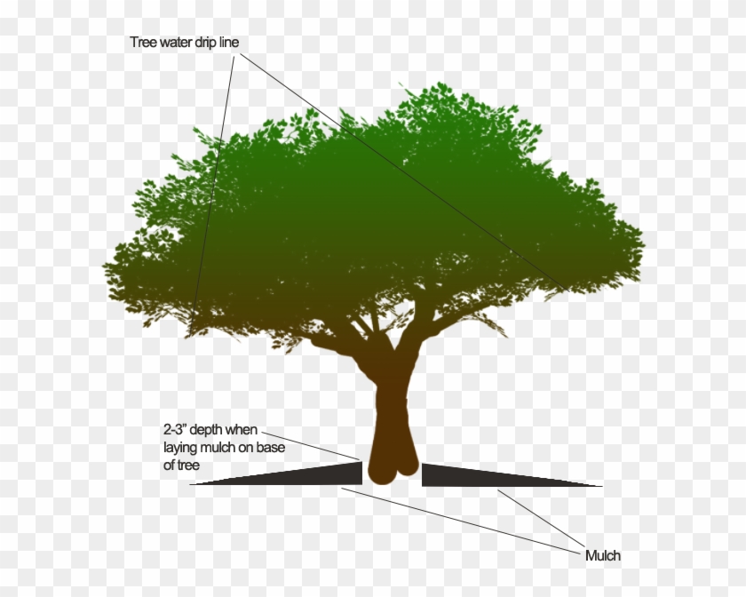 How Should I Apply Mulch To Tree Base - Get Out Of My Life Status #1335392