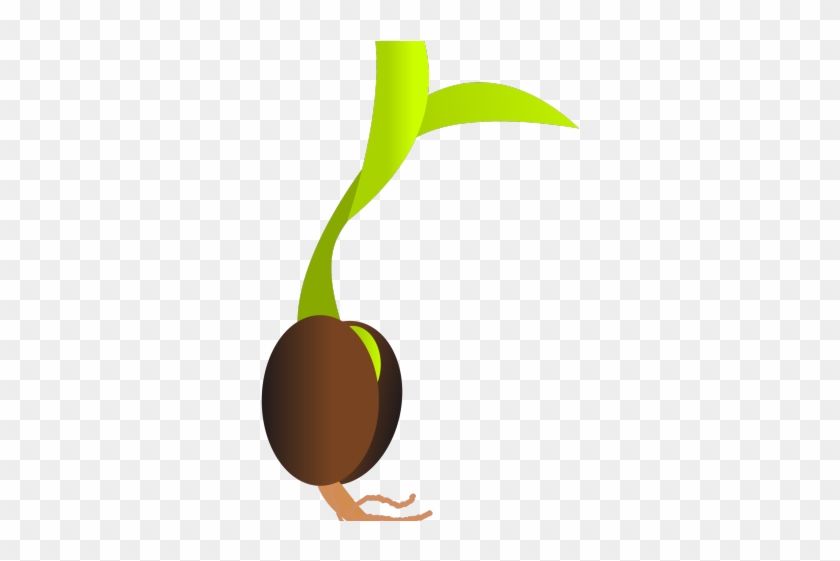 Seed Clipart Germination - Germinação Da Semente #1335554