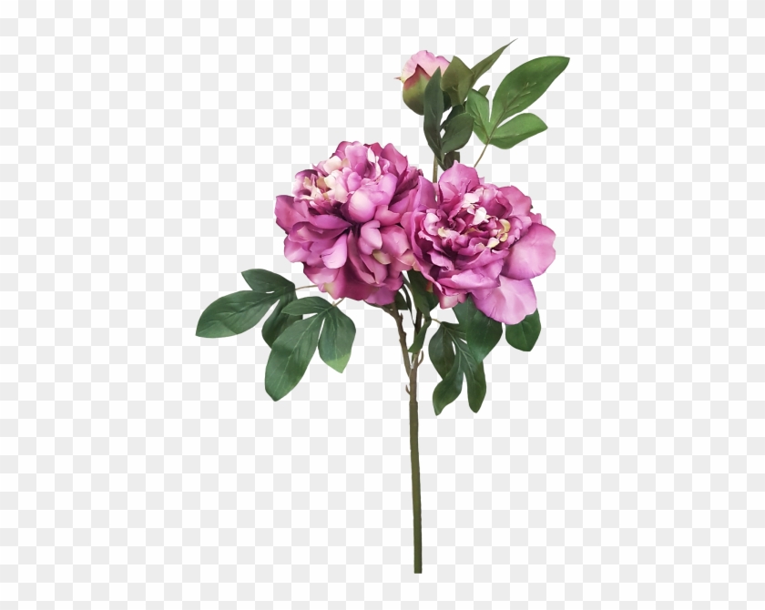 Peony Spray 2f 1b - Bougainvillea #1336014