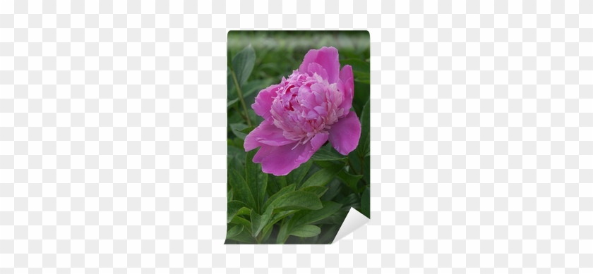 Paeonia Lactiflora / Pivoine De Chine / Peony Wall - Zinnia #1336024