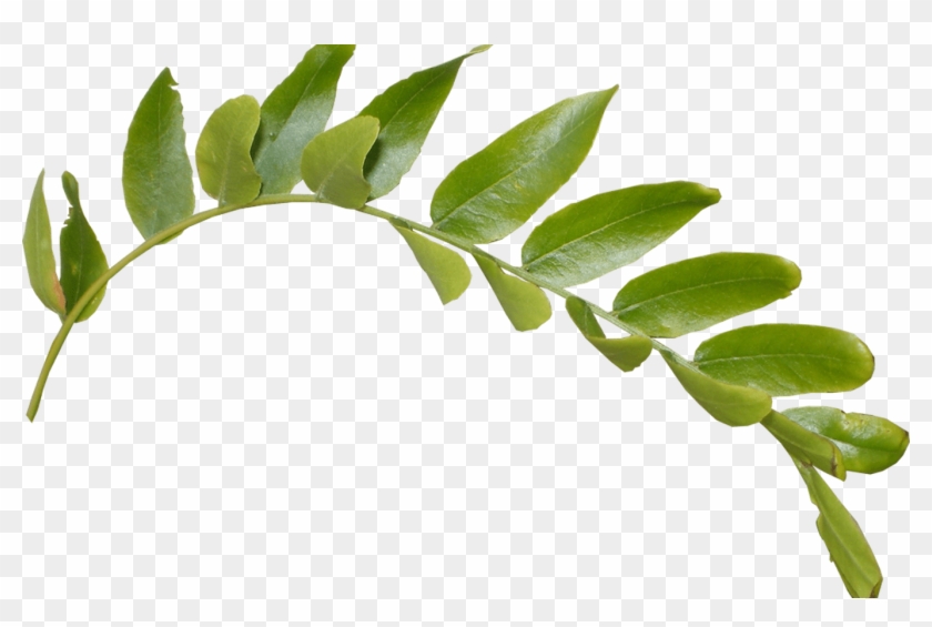 Free Leaves Png Transparent Images, Download Free Clip - Leaves Png Transparent #1336085