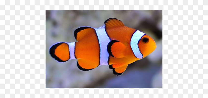 Marine Clownfish #1337927