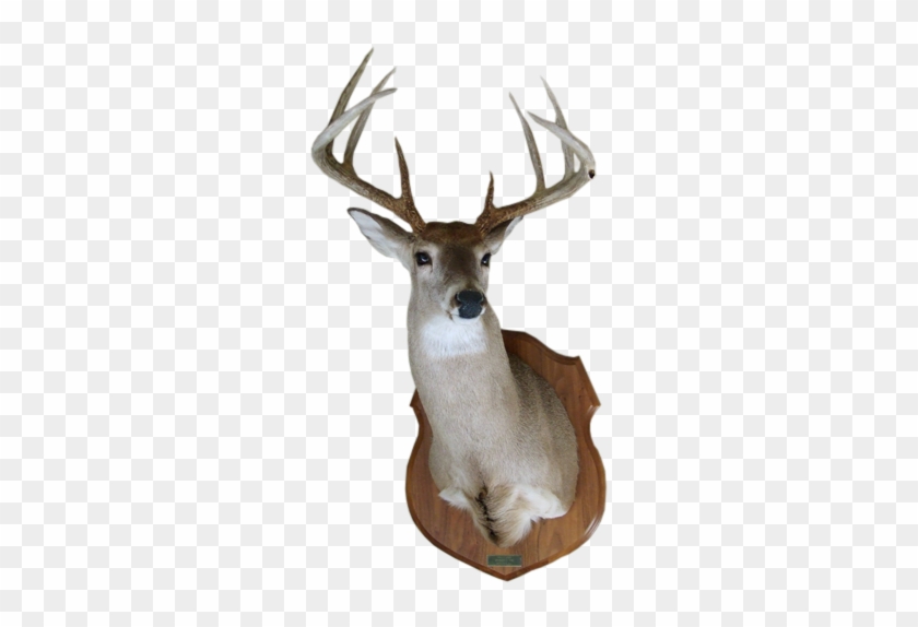 White Tail Mount Png - Free Transparent PNG Clipart Images Download