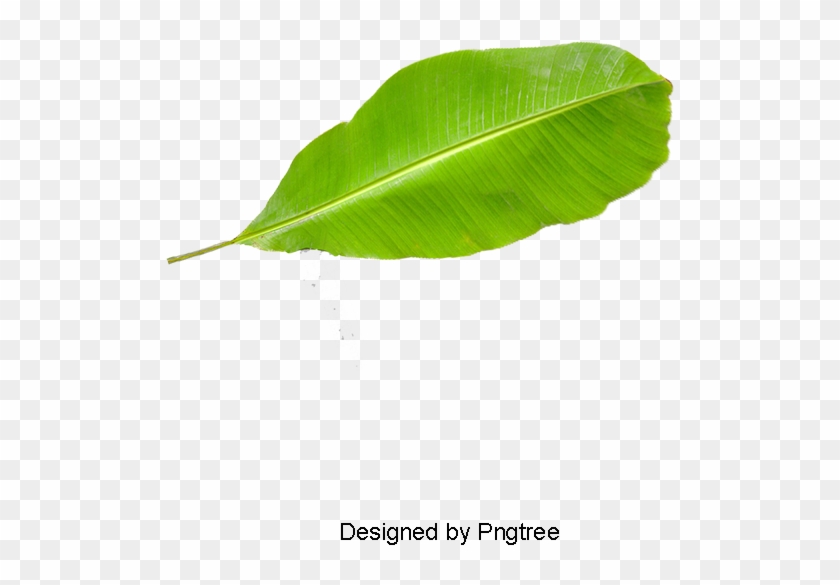 Banana Leaf Png Picture, Banana Clipart, In Kind, Banana - Portable Network Graphics #1339782