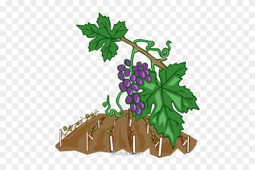 Grape Vines Royalty Free Vector Clip Art Illustration - Weinreben Clipart #1340241