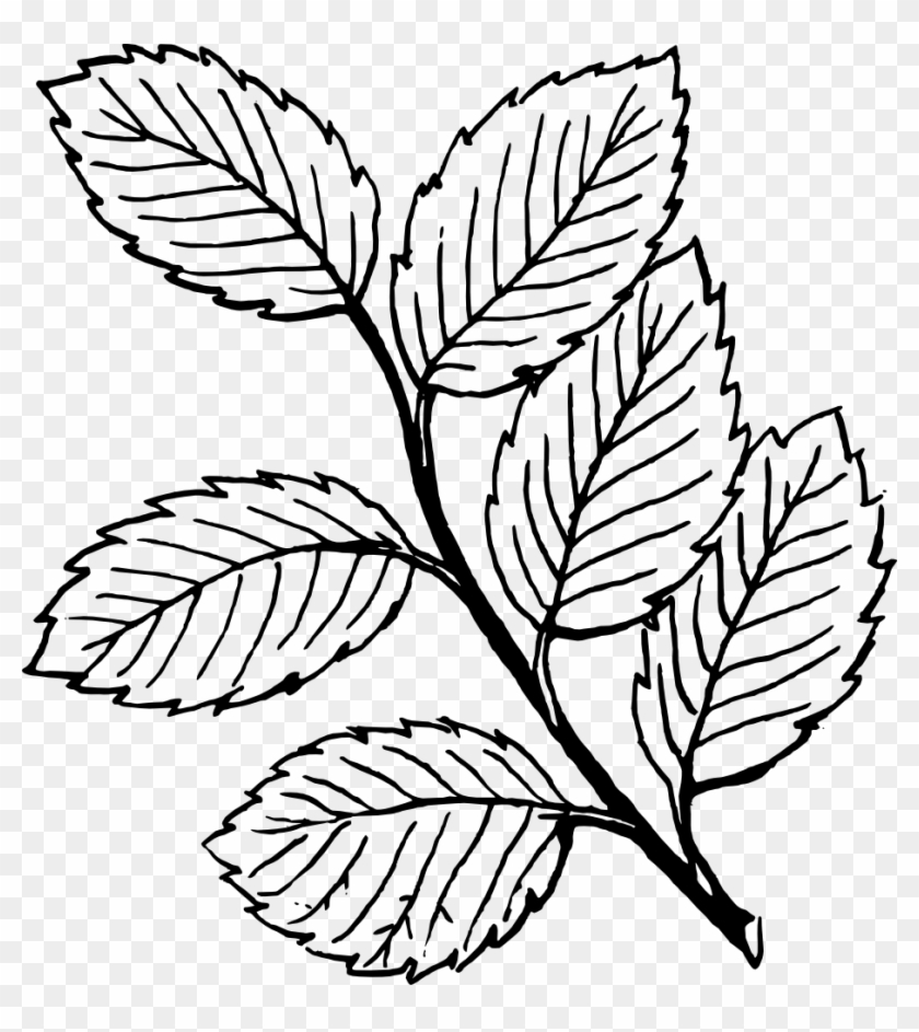 Onlinelabels Clip Art Leaves - Leaves Line Art #1348947