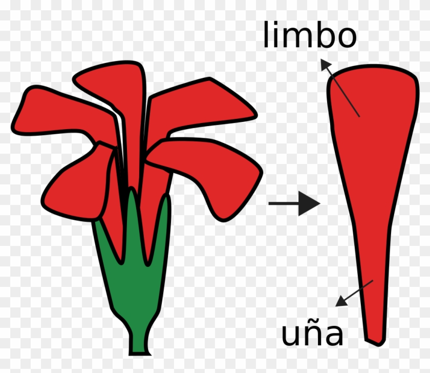 Flower Morphology Perianth Type Unguiculate - Flower Morphology Perianth Type Unguiculate #1368128