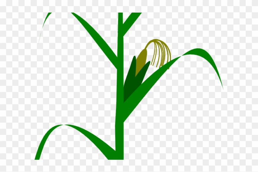 Corn Clipart Indian Corn - Milpa De Maiz Vector #1368747