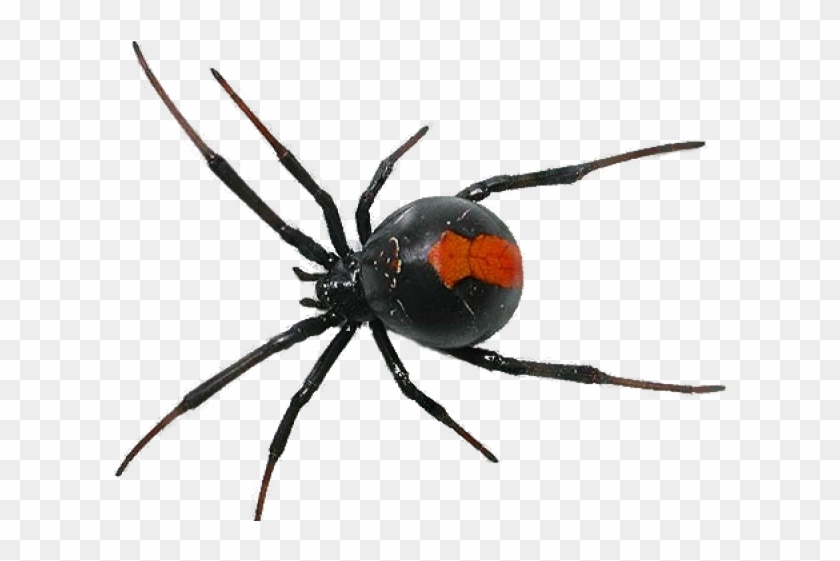 Spider Png Transparent Images - Ragno Nero E Rosso #1369892