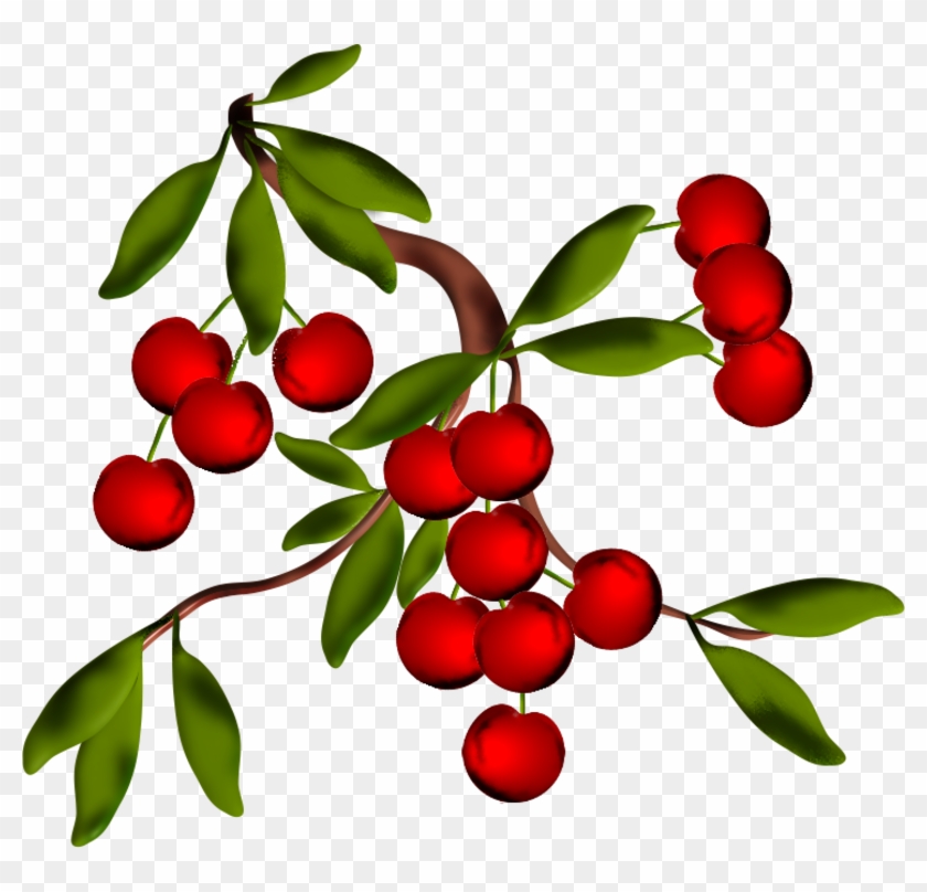 Blog - Branche Avec Cerises Png #1371492