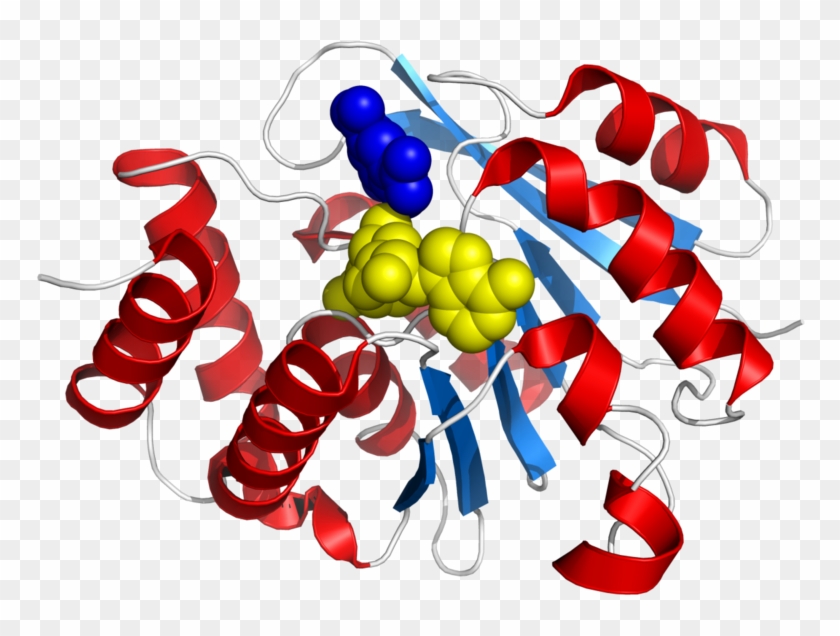 Comt Enzyme Structure - Catechol O Methyltransferase #1374142