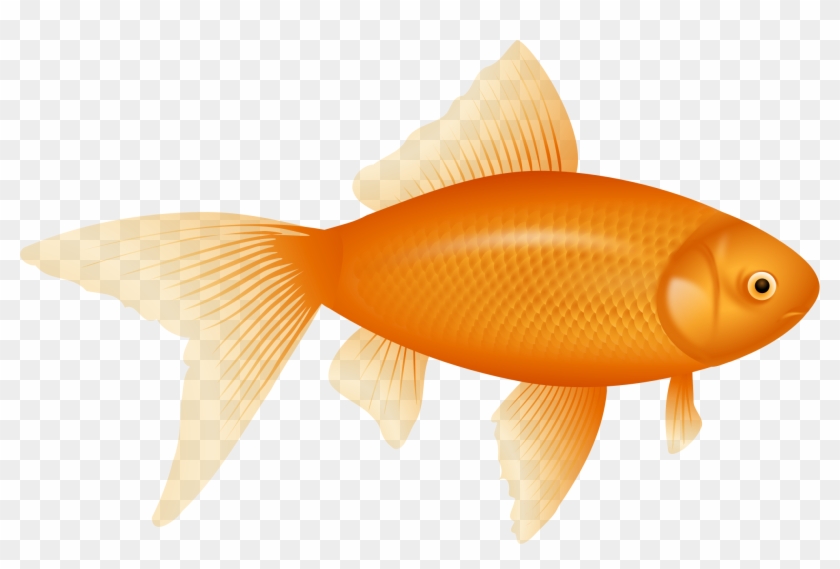 realistic goldfish drawing