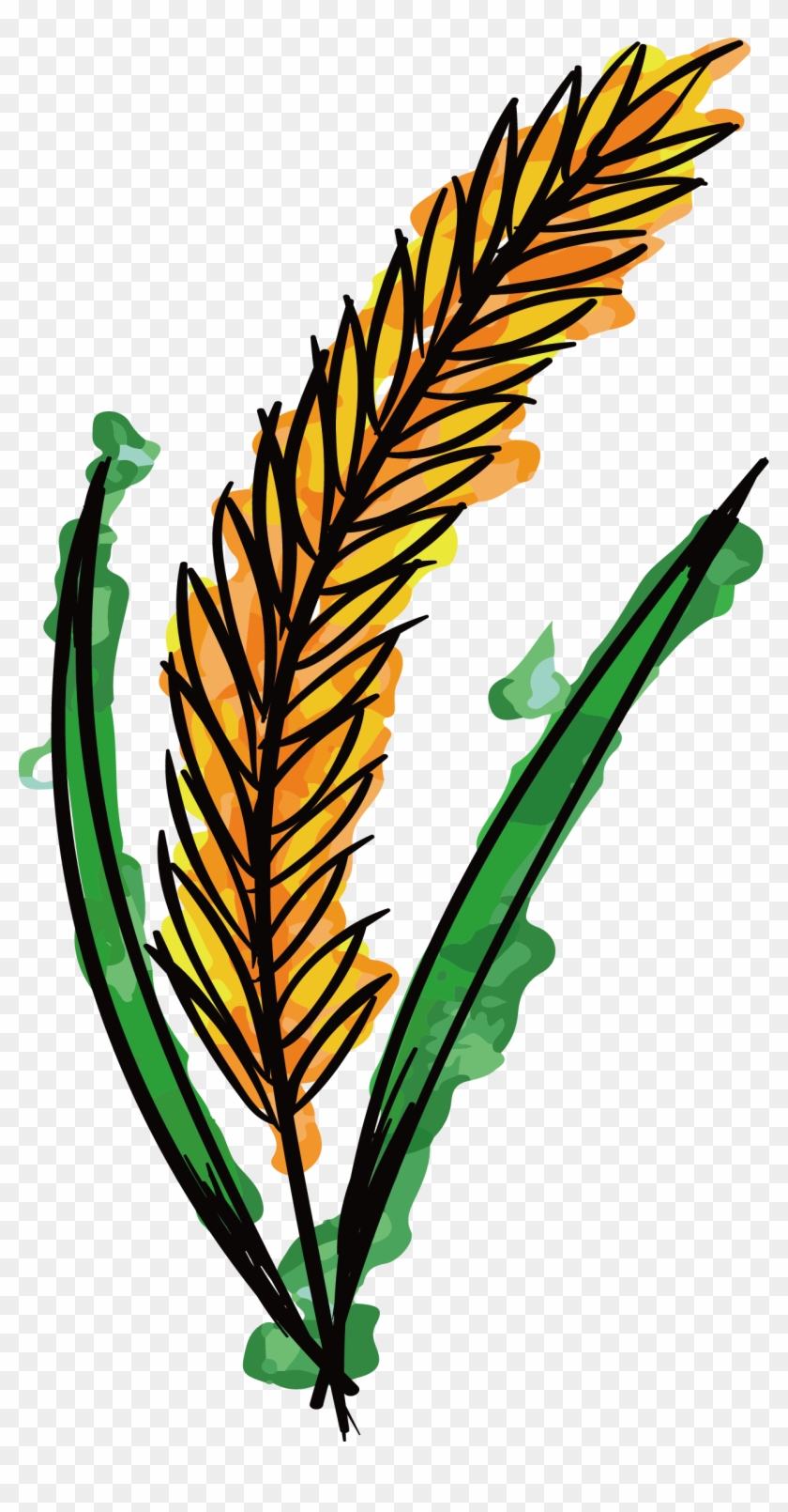 Watercolor Painting Wheat Clip Art - Trigo Dibujo Acuarela #217235