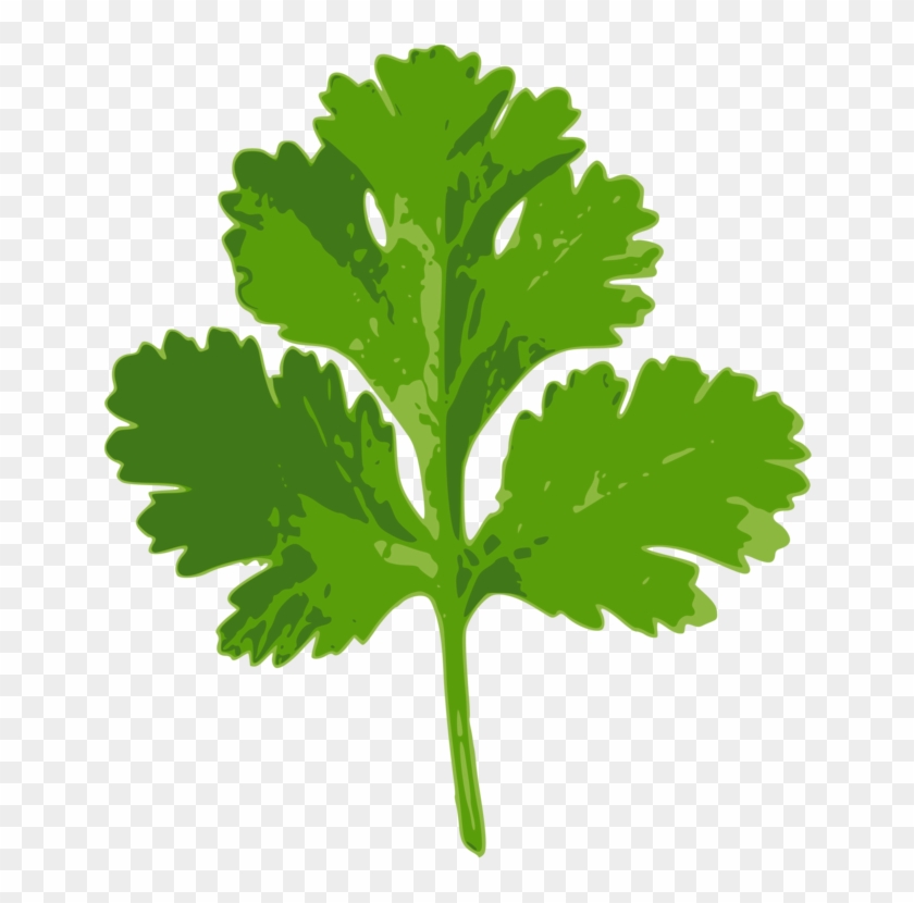 Cilantro Clipart