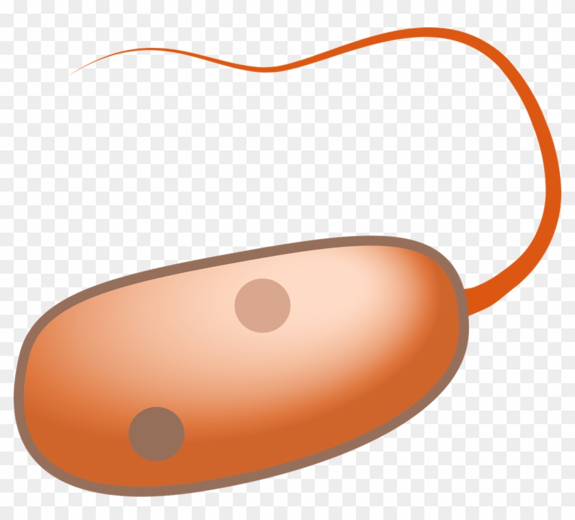 Prokaryot Cell Flagella - Flagelos Png #1390353