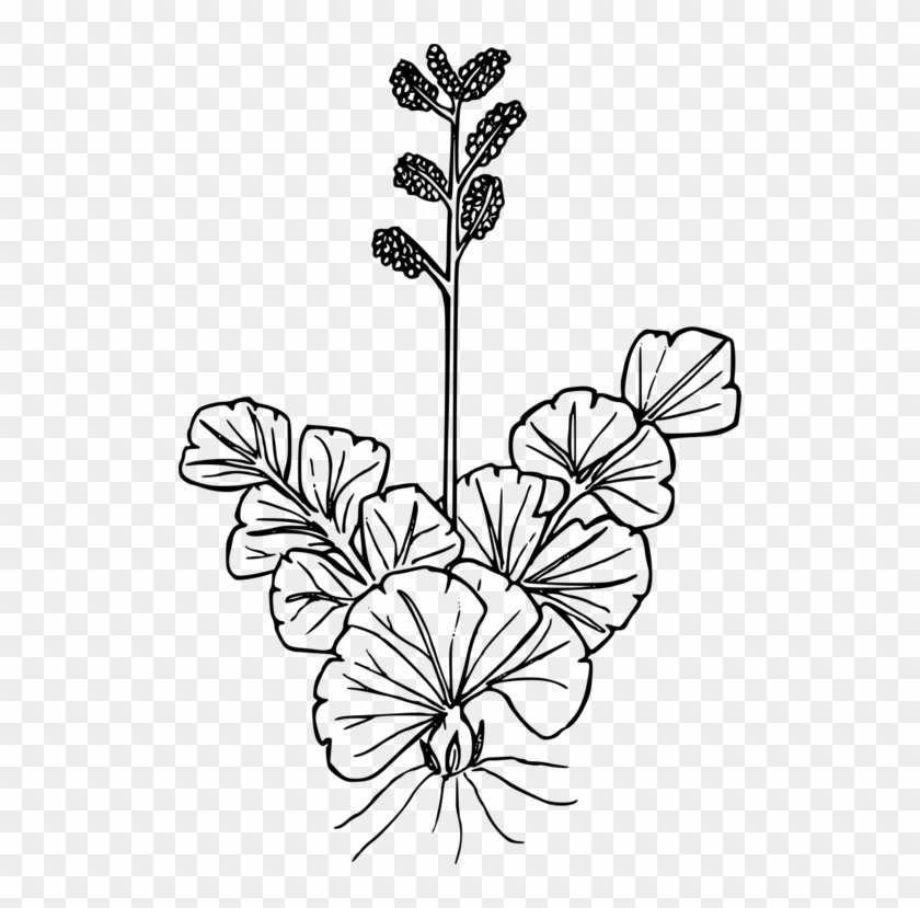 Line Art Drawing Wildflower Petal - Drawing #1392427