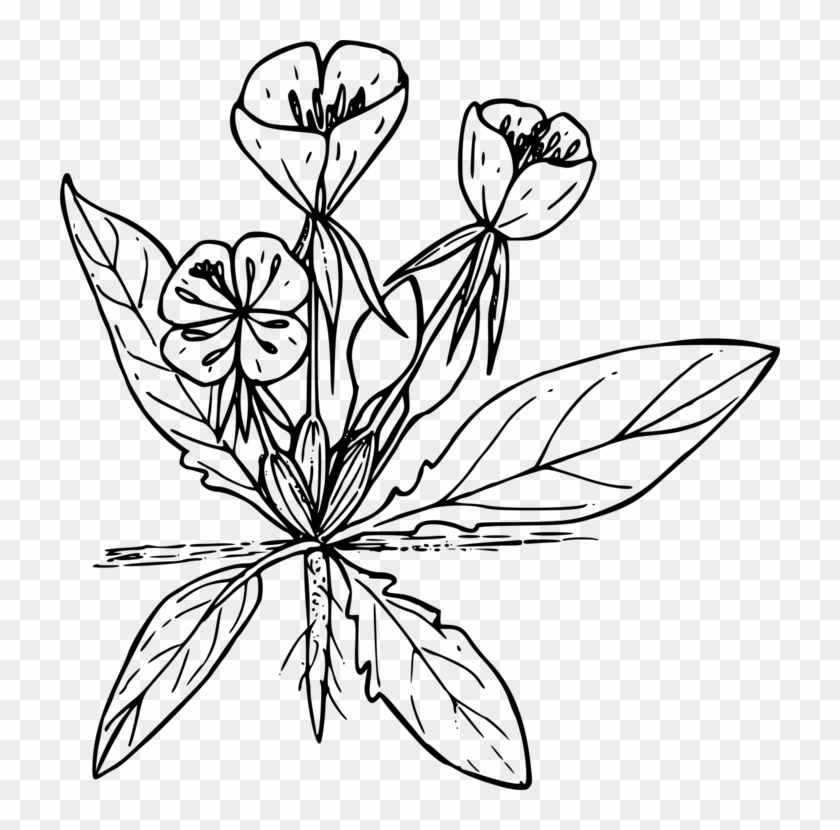 Computer Icons Download Drawing Wildflower - Primrose Clipart #1392433