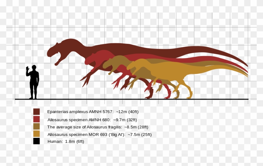 Fossil Clipart Allosaurus - Ark Titanosaur Comparison To Human #1393758