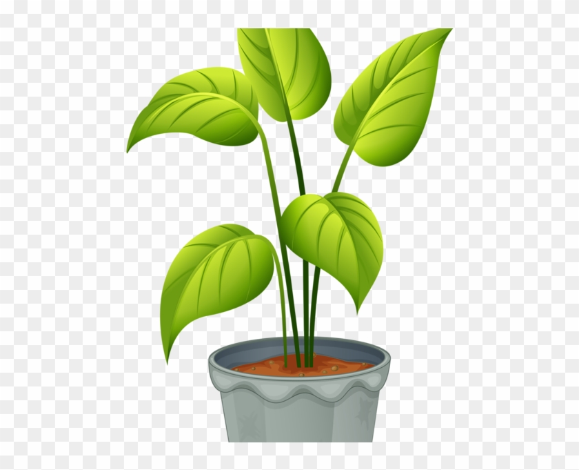 plant clipart