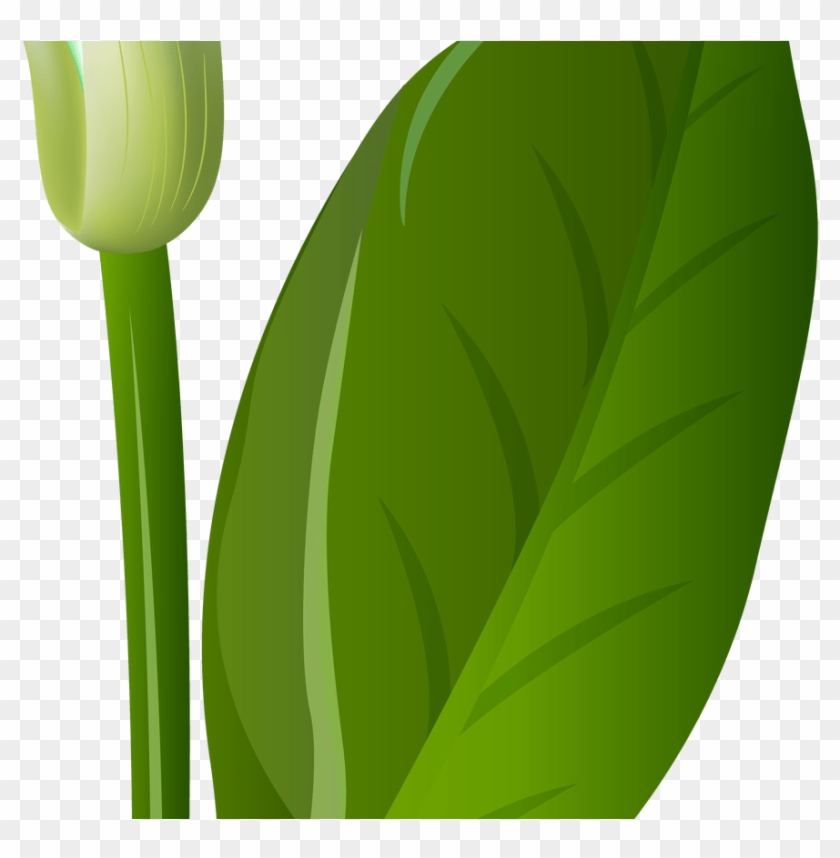 Calla Lilly Clip Art World Wide Clip Art Website - Clip Art - Free ...