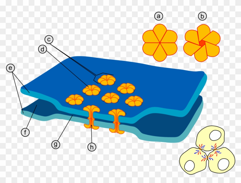 Gap Cell Junction Keys - Gap Junctions #1400514