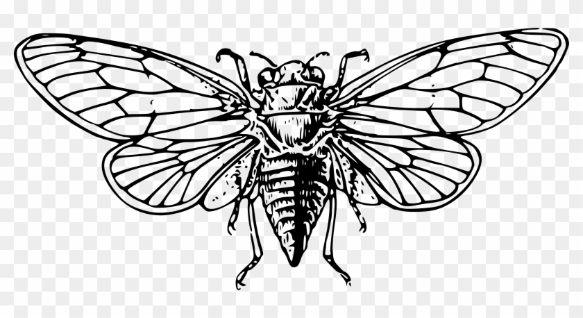 Cicada Clipart #1404885