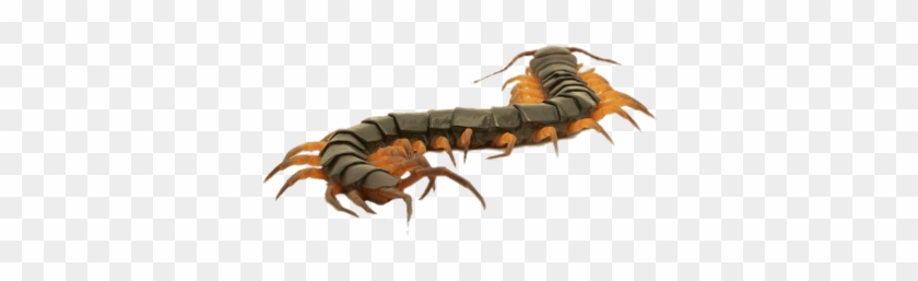 Close Up Of A Brown Centipede - Centipede Png Transparent #1404914