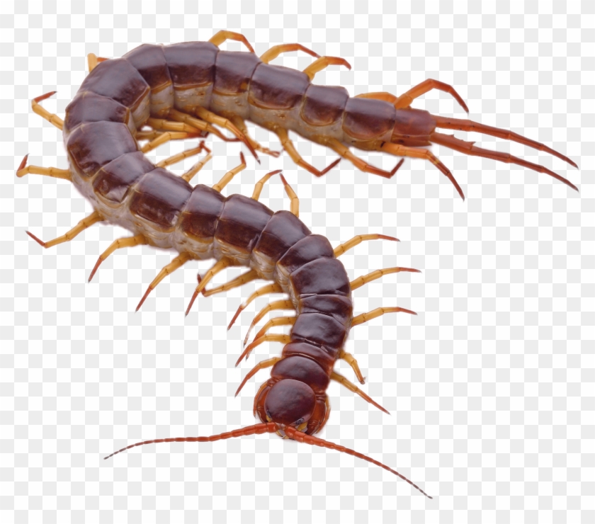 Brown With Orange Transparent - Centipede In White Background #1404936