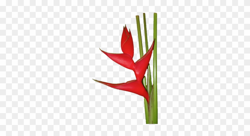 Red Heliconia - Heliconia Flower #1406018