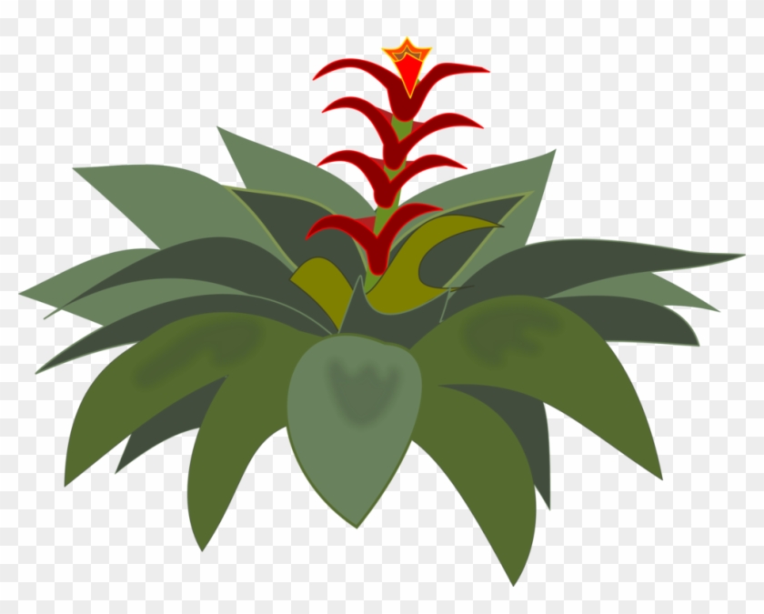 Bromelia Computer Icons Flowering Plant Plants - Bromeliad Clipart #1407358