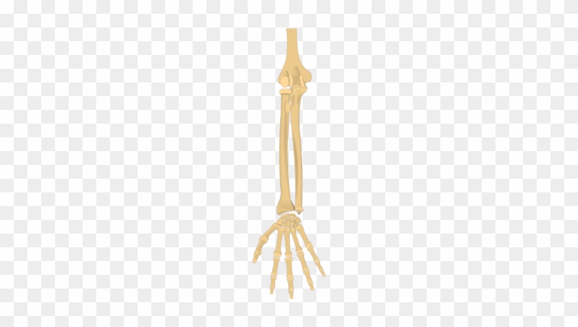 Radius And Ulna Bones - Radius And Ulna #1417820