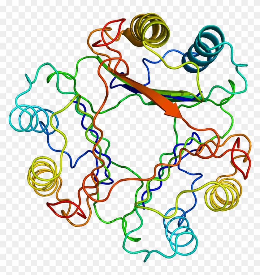 Macrophage Picture - Macrophage Migration Inhibitory Factor - Free ...