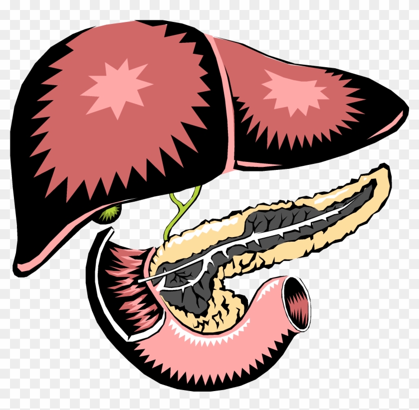 Helps You Digest Food By Breaking Down Sugars Organ Makes A Juice That Breaks Large Blobs Of Fat Free Transparent Png Clipart Images Download