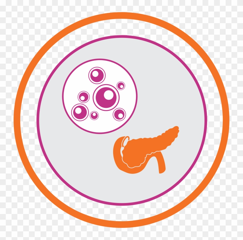 Function Of The Pancreatic Islets - Islet Cell Transplantation #1429052