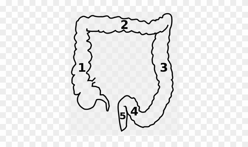 Small - Small - Intestine - Pancreas - Colon Transversum #1429065