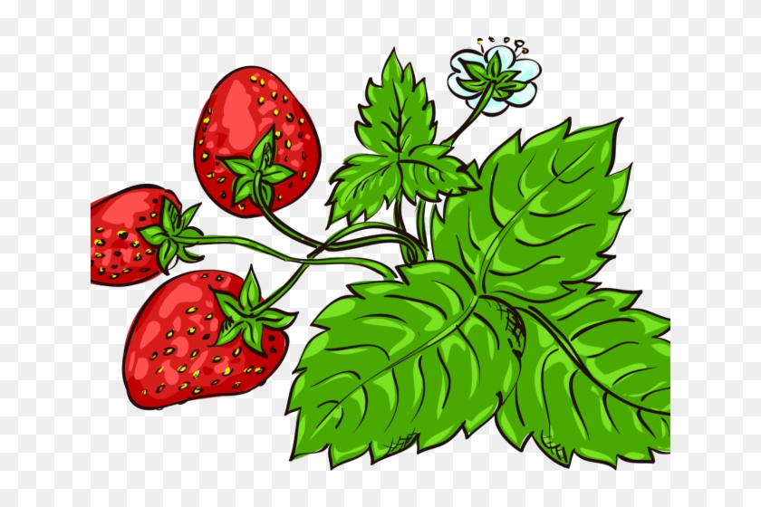 Lime Clipart Strawberry - Strawberry #1429998