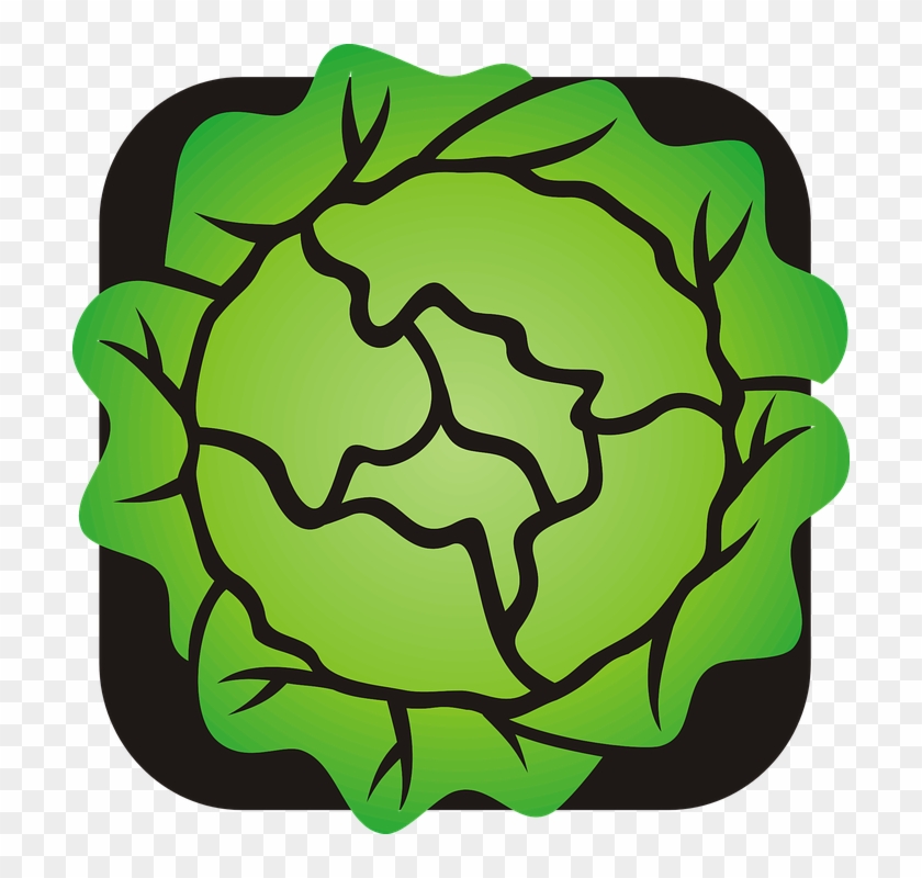 Lettuce Clipart - Lettuce Cartoon Clipart #223574