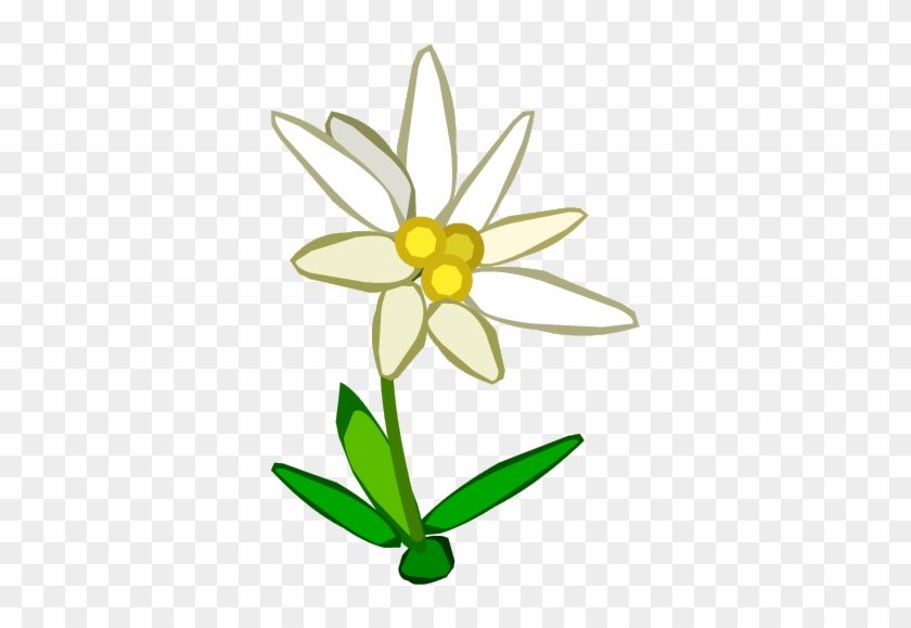 Edelweiss Flower Clip Art Edelweiss Flower Clip Art - Edelweiss Flower ...