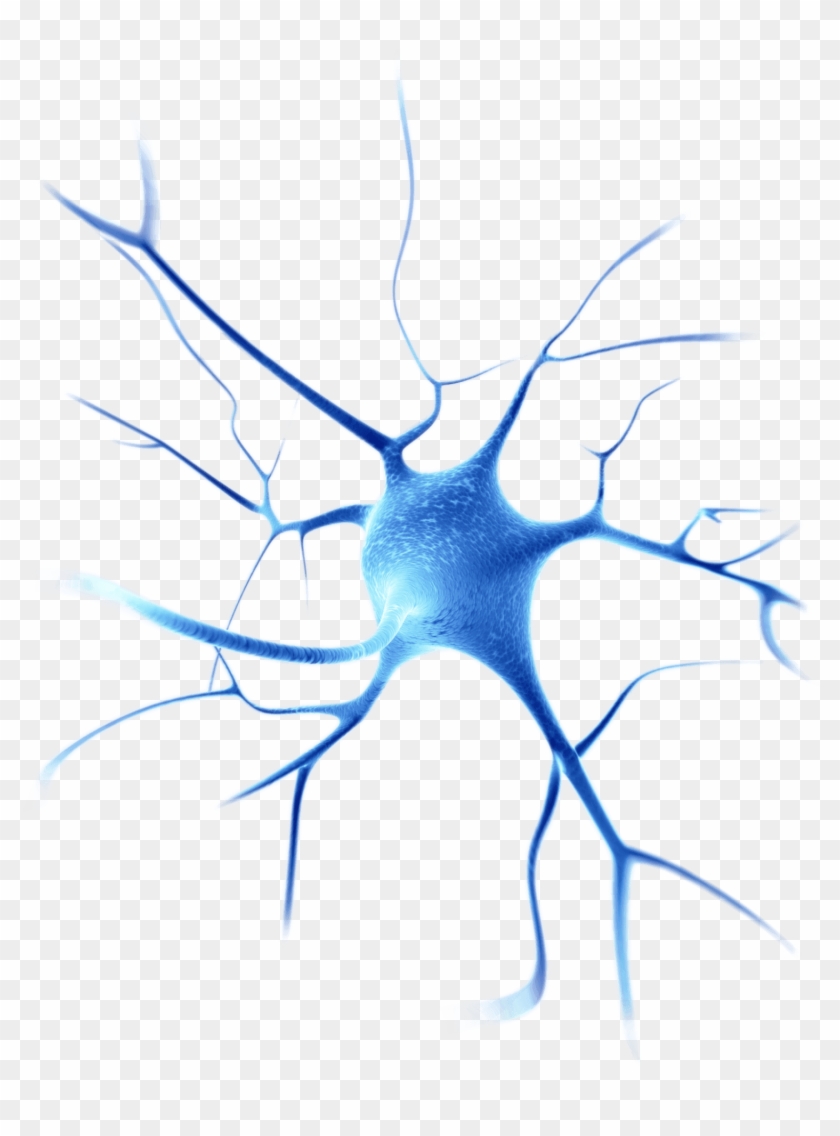 Neuron - Neuroscience Png #1435067