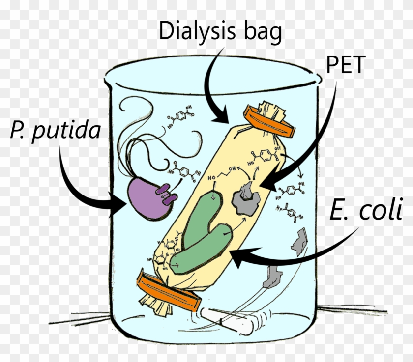 Shredded Pet Was Added To The Dialysis Bag And A Magnetic - Cartoon #1437829