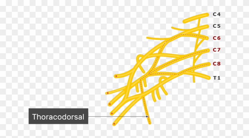 An Image Showing The Thoracodorsal Nerve Coming Out - Innervation Infraspinatus #1445665