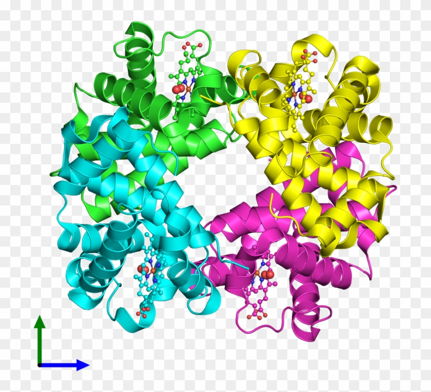 Ribbon Structure Of 1gzx - Hemoglobin #1451392